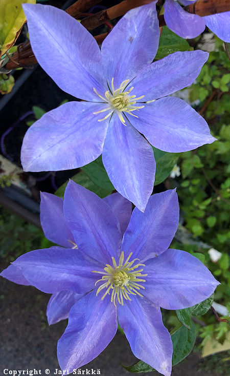 Clematis 'Fujimusume', loistokrh